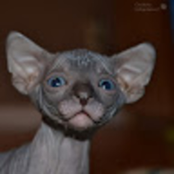 sphynxanne